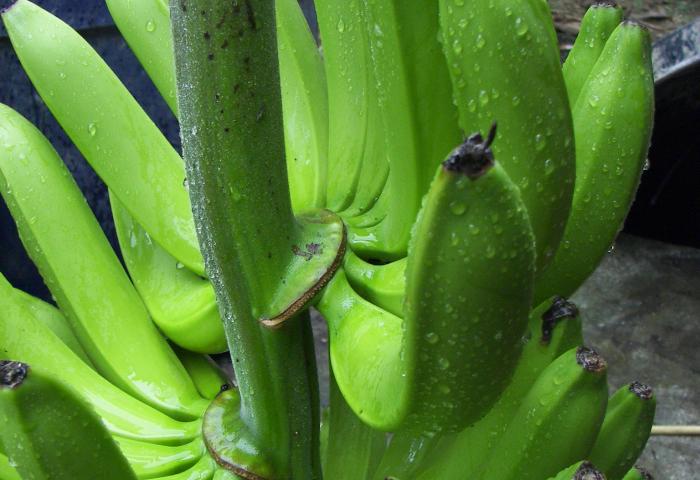 grüne Bananen an Staude