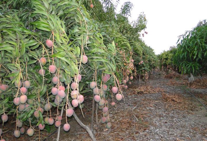 Mangos am Baum
