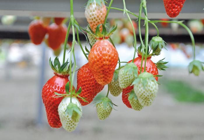Erdbeeren aus Frankreich