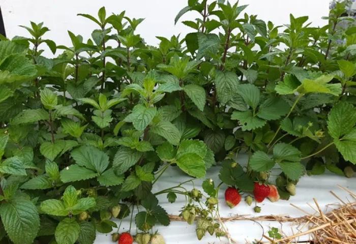 Erdbeeren und Pfefferminze in Mischkultur