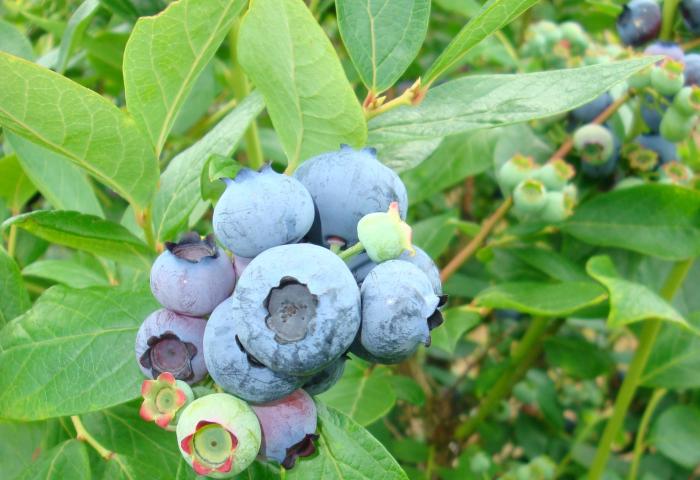 Blaubeeren in unterschiedlichen Reifestadien am Strauch