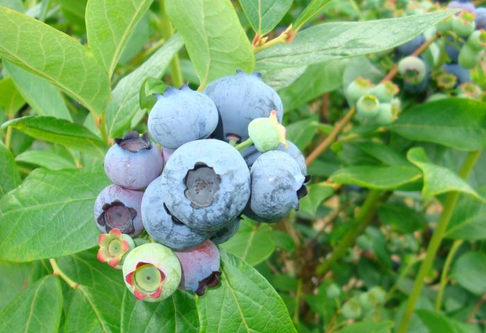 Blaubeeren in unterschiedlichen Reifestadien am Strauch