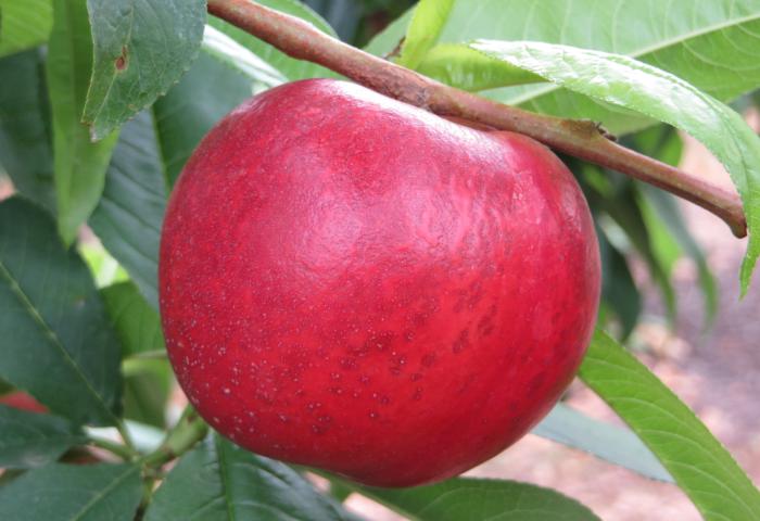Nektarine am Baum