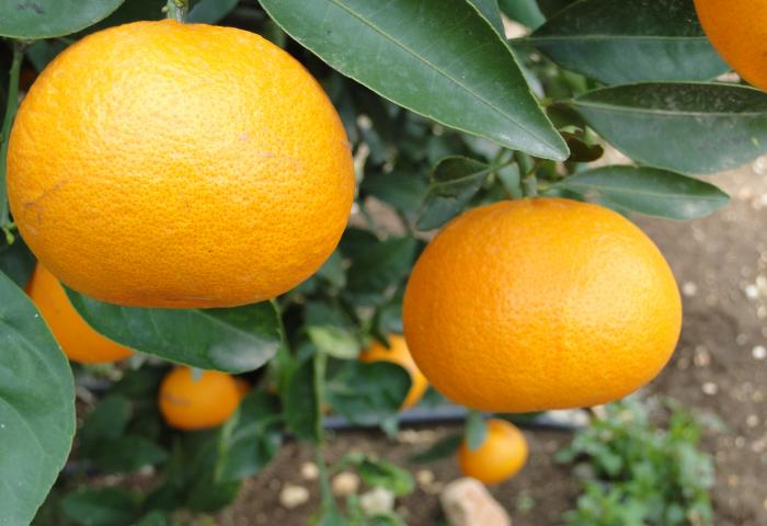 Easy Peeler am Baum