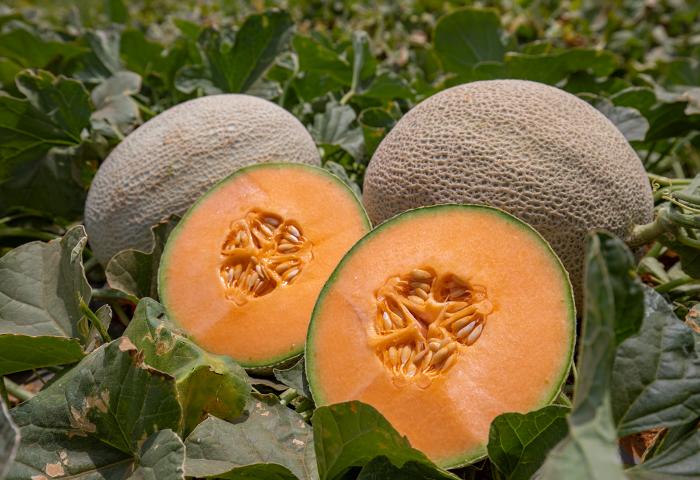 ganze und halbierte Melonen