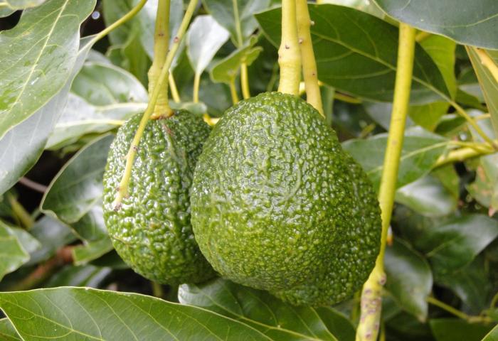 Avocados am Baum
