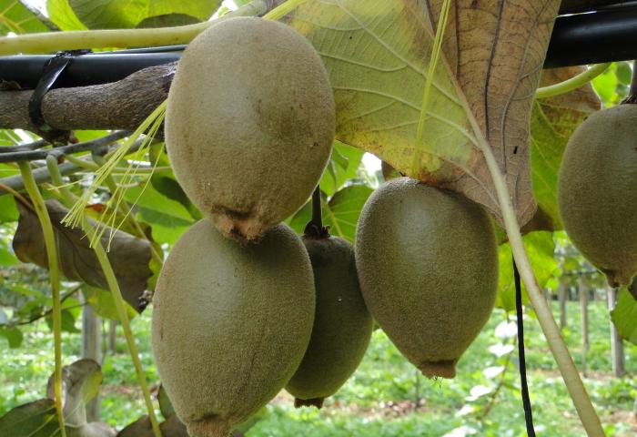 SunGold Kiwi am Baum