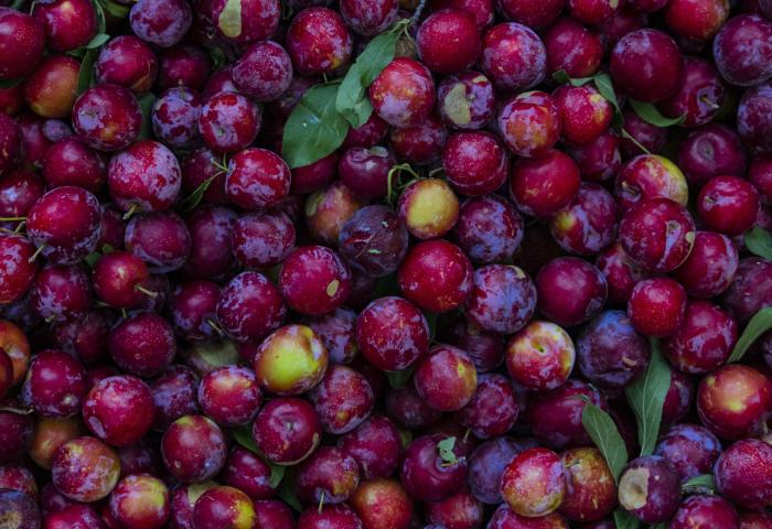 Rote, runde Pflaumen