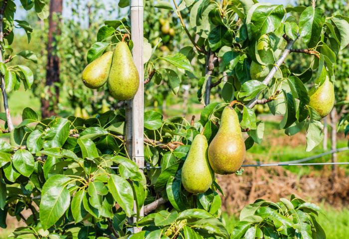 Birnen am Baum in einer Plantage