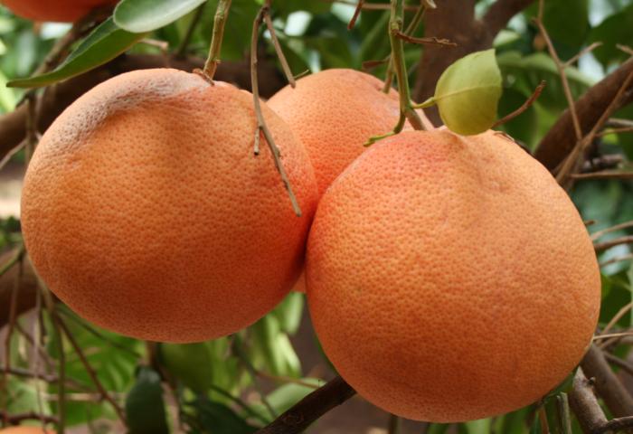 Star Ruby Grapefruit am Baum