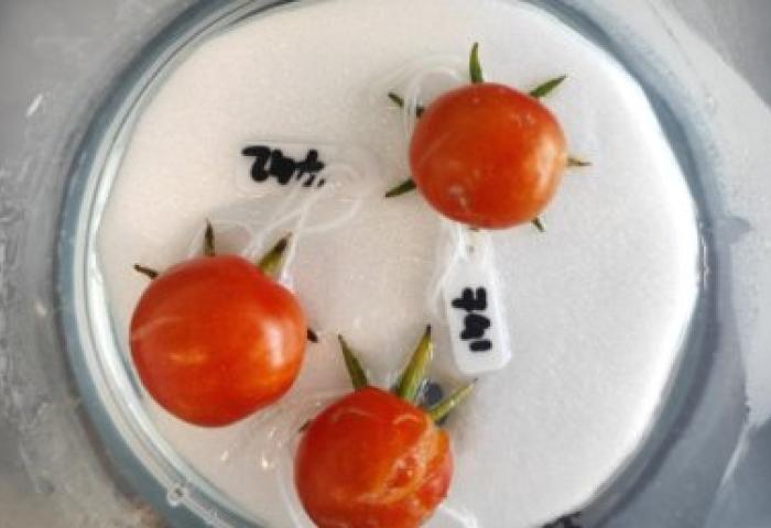 Tomate in einer Petrischale