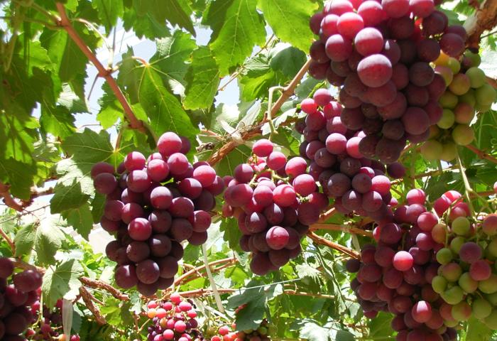 rote Trauben an der Rebe