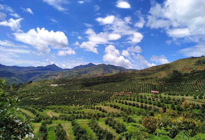Avocado-Plantage