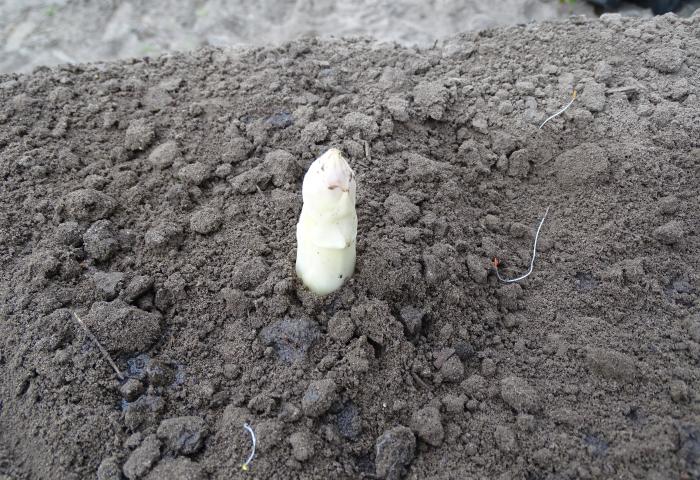 Ein weißer Spargelkopf wächst aus der Erde und steht kurz vor der Ernte.