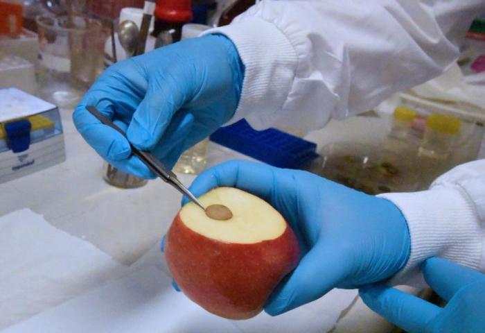 An einem Apfel wird der Vitamin-C-Gehalt getestet.