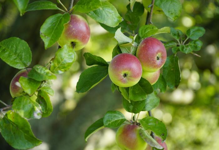 Äpfel am Baum