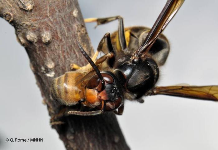 Nahaufnahme einer asiatischen Hornisse mit gelb-schwarzem Hinterleib, braunem Kopf und schwarzen Fühlern auf einem Ast.