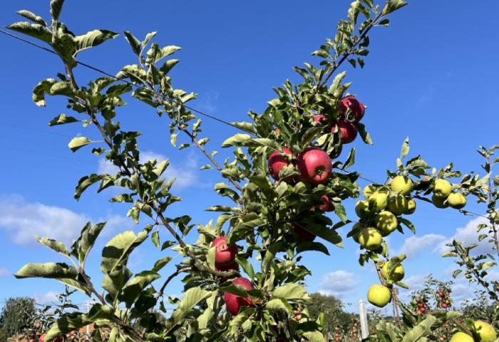 Apfelbaum