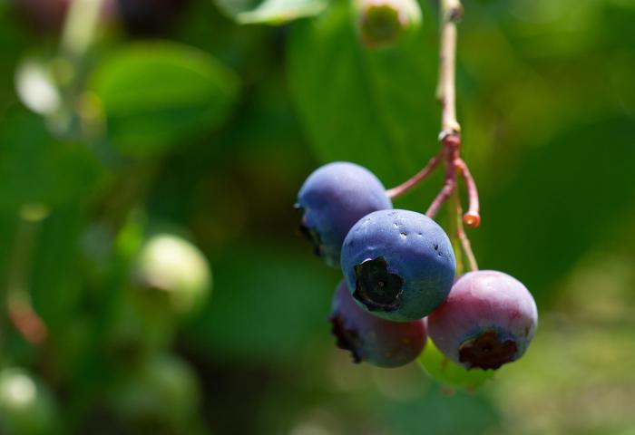 Heidelbeeren am Strauch