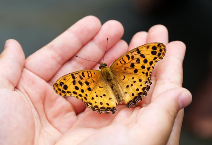 Schmetterling in Händen