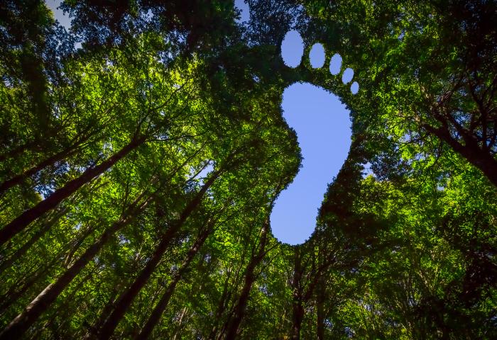 Wald mit hohen Bäumen, deren Blätter eine Fußabdruckform freigeben, durch die blauer Himmel sichtbar ist.