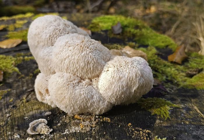 Igelstachelbart auf einem Holzstamm