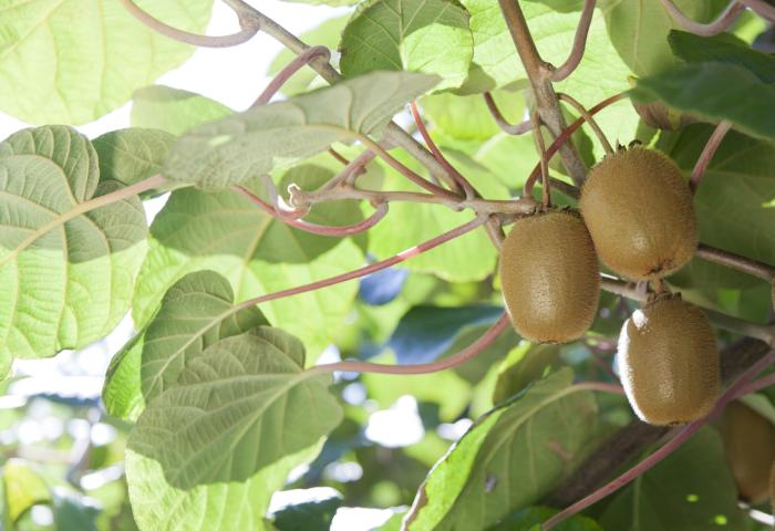 Französische Kiwis an der Pflanze