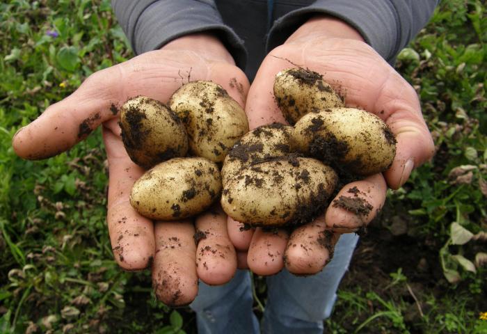 Zwei Hände halten mehrere frisch geerntete, erdige Kartoffeln vor grünem Pflanzenhintergrund.