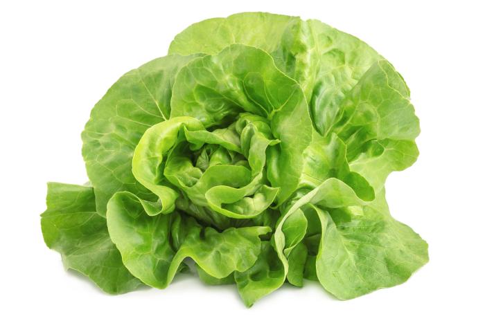 Kopfsalat mit lockeren, grünen Blättern auf weißem Untergrund