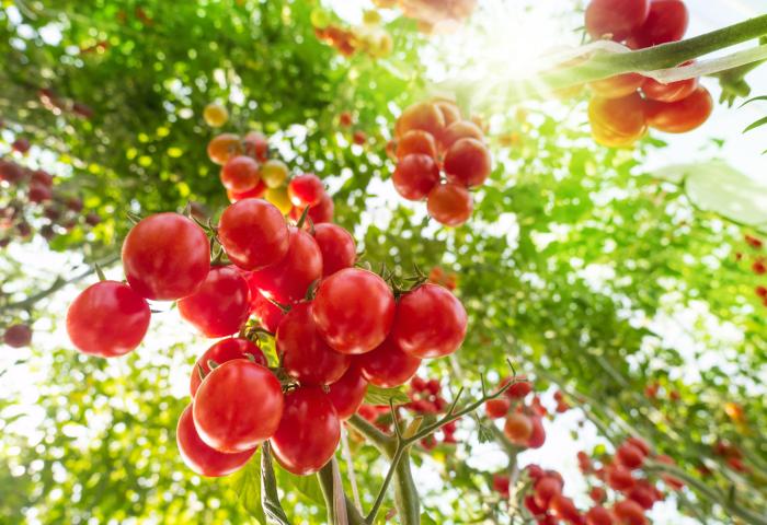 Tomaten im Gewächshaus