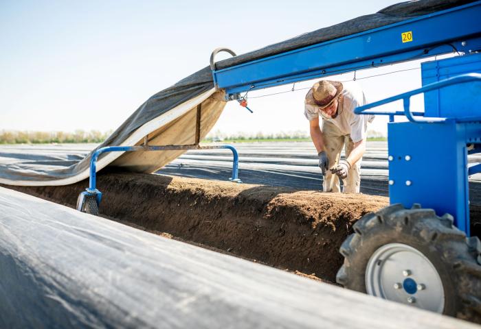 Arbeiter mit Handschuhen erntet an einem mit schwarzer Folie abgedeckten Spargelfeld, daneben steht eine blaue landwirtschaftliche Maschine.