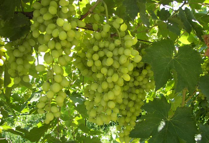 Reife grüne Trauben hängen an einem Weinstock mit großen Blättern im Sonnenlicht.