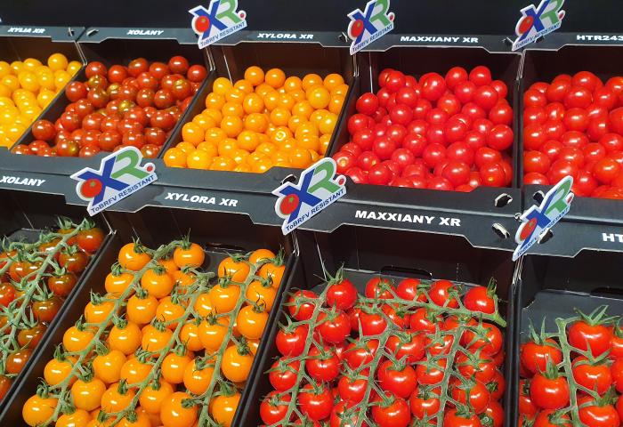 Mehrere Kisten mit kleinen roten und gelben Tomaten, einige an grünen Rispen, mit Aufklebern 'XR' und Sortennamen.