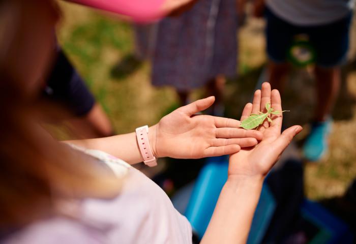 Insekt Wandelndes Blatt auf Kinderhand