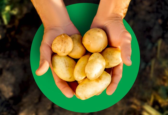 Kartoffeln werden in zwei Händen gehalten