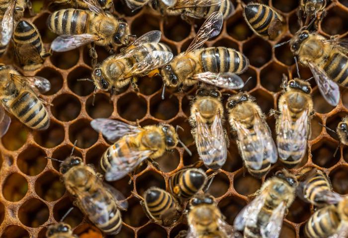 Bienen im Bienenstock