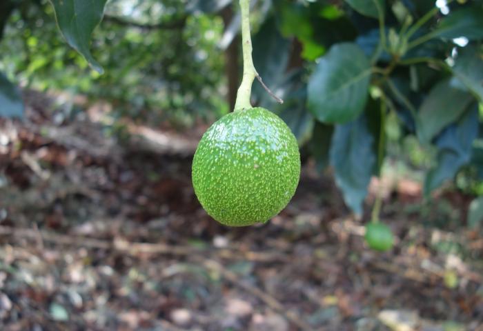 Avocado