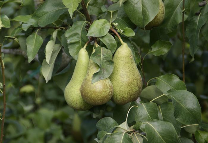 Birnenproduktion in der Schweiz