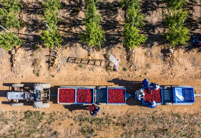 Steinobsternte mit Traktoren in der Plantage