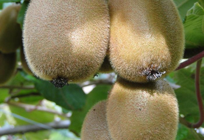 Kiwis am Baum