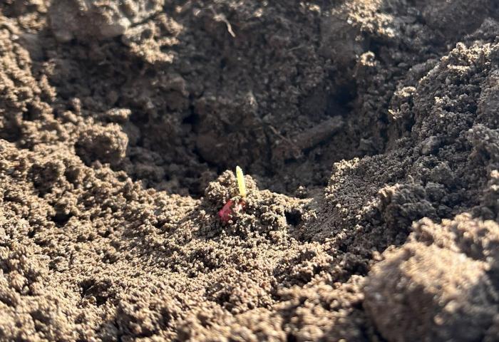 Ein gebeiztes Samenkorn treibt aus.