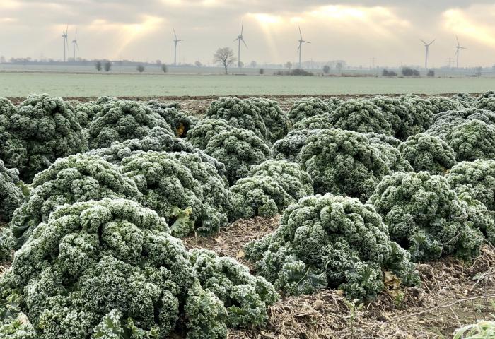 Grünkohlernte in Niedersachsen