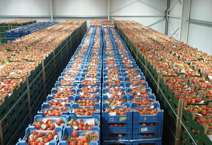 Sehr viele Tomaten in Kisten in einer Lagerhalle.