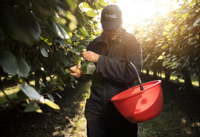 Jingold-Landwirt, der Kiwis erntet