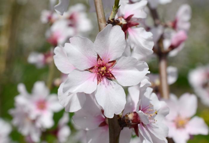 Eine Mandelblüte in Großaufnahme.
