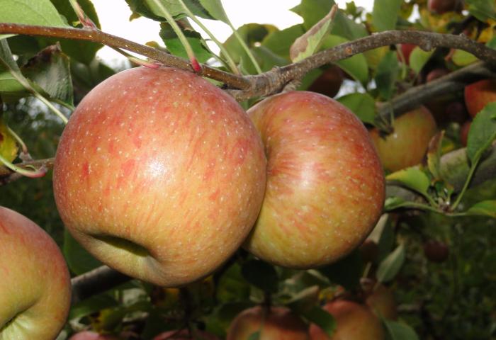 Mehrere rot-grün gefärbte Äpfel hängen an einem Ast mit grünen Blättern.