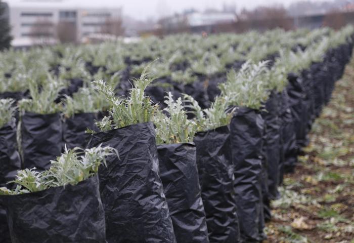 Der in Kardy enthaltene Bitterstoff Cynarin wirkt verdauungsfördernd.