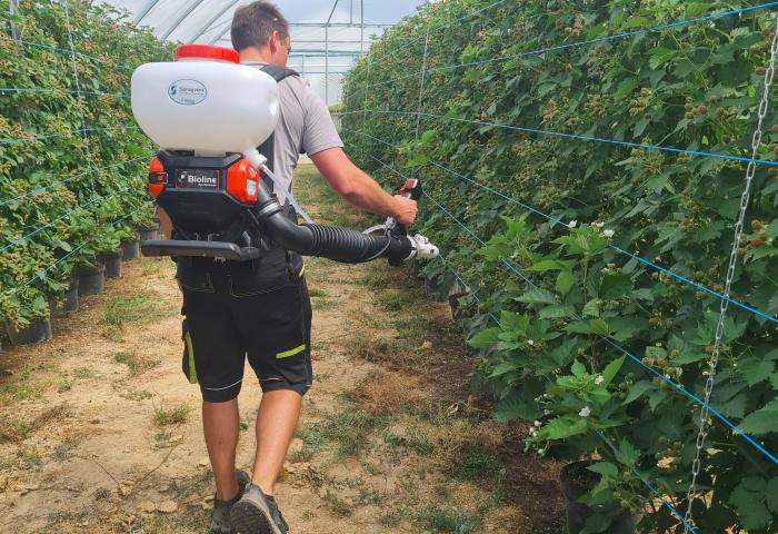 Mann sprüht Mittel in Plantage