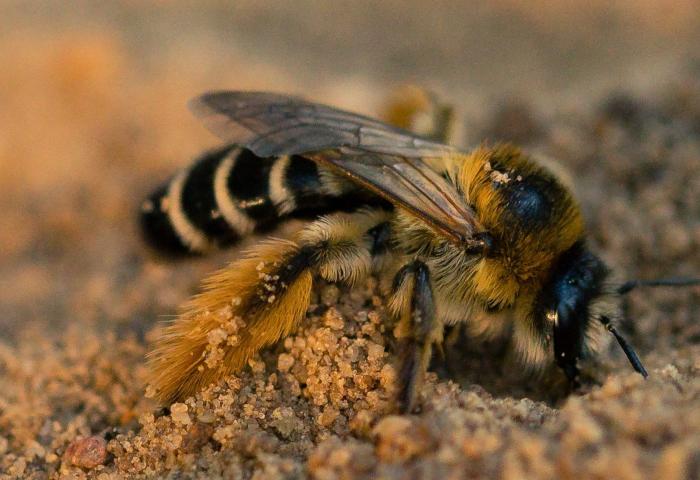 Eine Hosenbiene (Dasypoda) gräbt ihr Nest im sandigen Boden.