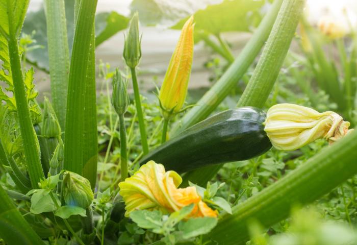 Zucchinianbau